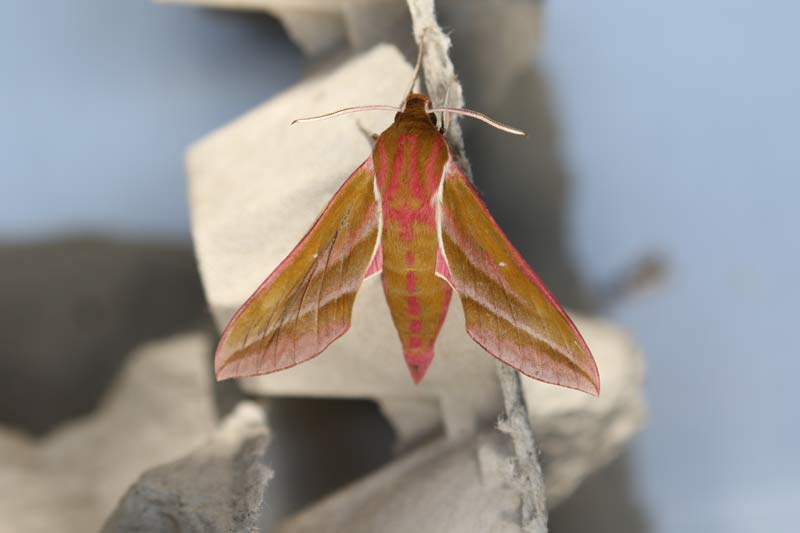 Elephant Hawk Moth